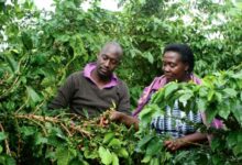 Photo of Uganda: The New Politics Of Coffee Production And Marketing In The 21st Century