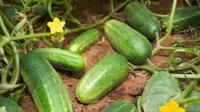 Photo of Facts About Cucumber