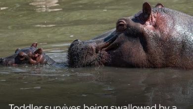 Photo of Kasese Hippo Survivor Toddler Doing Well