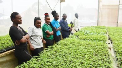 Photo of Technoserve Uplifts Farming Standards In Kayunga