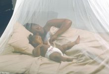 Photo of Mosquitoes Transmit Malaria To Humans