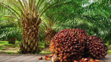 Photo of The Curse Of Palm Tree Plantation In Uganda