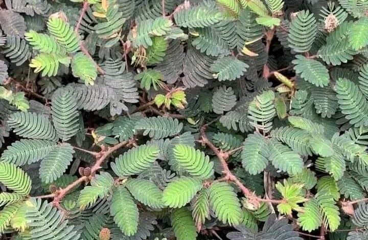 The "Touch -me not plant contains medicinal properties that offer relief and cure to several human health problems.