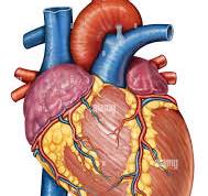 Photo of The Heart: The Vital Organ That Keeps Us Alive