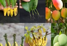 Photo of How to Grow Mangoes Right From A Nursery Using Mango Leaves and Ripe Bananas