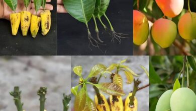 Photo of How to Grow Mangoes Right From A Nursery Using Mango Leaves and Ripe Bananas