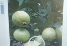 Photo of How to Grow Grafted Guavas: A Step-by-Step Guide