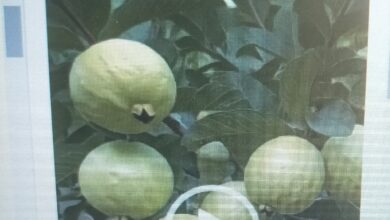 Photo of How to Grow Grafted Guavas: A Step-by-Step Guide