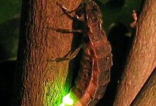Photo of Nature’s Lanterns: The Fascinating World of Glow Worms and Their Magical Light