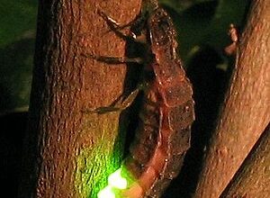 Photo of Nature’s Lanterns: The Fascinating World of Glow Worms and Their Magical Light