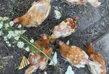 Photo of Uganda’s Dead Hen: A Nation That Dies to Protect Its Young
