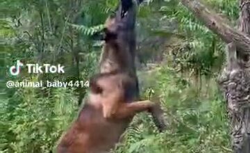 Photo of Hero Dog Defies Odds to Rescue Drowning Puppy in Remarkable Display of Intelligence and Determination