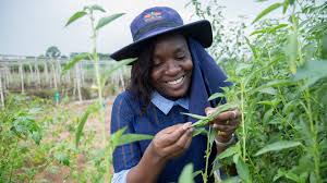 Photo of Climate-Smart Vegetable Seeds set to drive Smallholder Resilience in Sahel and West Africa