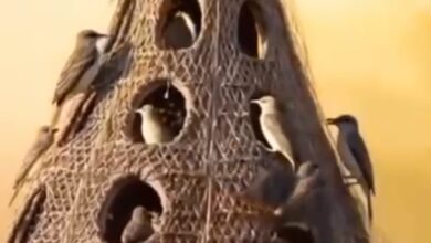 Photo of Watch Video:The Architecture of Nature: Inside the Extraordinary World of Communal Wonder Birds