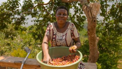 Photo of How Ugandan Communities Are Turning Trees into Livelihoods