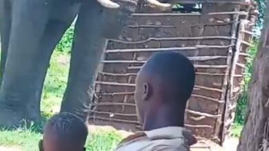 Photo of Gentle Giant: Viral Video of Elephant’s Calm Encounter with Ugandan Family Sparks Awe