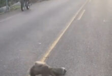 Photo of Mystery Forest Creature Charms Locals with Unusual Clinging Behavior