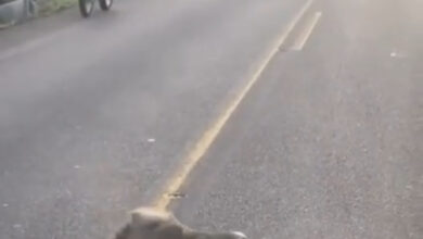 Photo of Mystery Forest Creature Charms Locals with Unusual Clinging Behavior