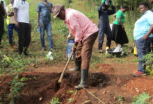 Photo of Hoima Farmers Turn to Climate-Smart Woodlots as ECOTRUST Drives Commercial Tree Planting