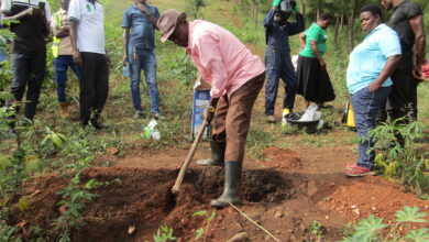 Photo of Hoima Farmers Turn to Climate-Smart Woodlots as ECOTRUST Drives Commercial Tree Planting