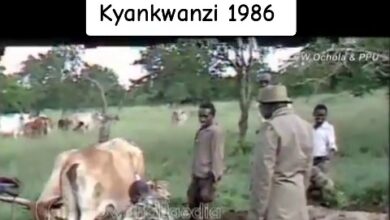 Photo of From Bush War to Barnyard: Archival Video of Museveni Milking Cow at Wamala Ranch Resurfaces