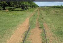 Photo of Mukura Massacre: Remembering the 69 Ugandans Who Never Came Out of the Train Wagon Alive