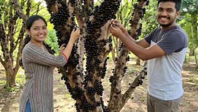 Photo of What You Ought to Know About The Fascinating Fruit Jabuticaba, the Fruit That Grows Straight from the Tree Trunk
