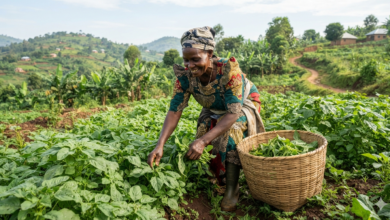 Photo of Uganda Urged to Safeguard Indigenous Vegetables as Global Study Warns of Shrinking Crop Diversity