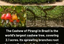 Photo of The Cashew Giant of Brazil: Inside the World’s Largest Cashew Tree Sprawling Across 2.1 Acres