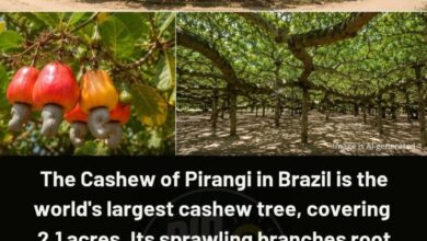 Photo of The Cashew Giant of Brazil: Inside the World’s Largest Cashew Tree Sprawling Across 2.1 Acres