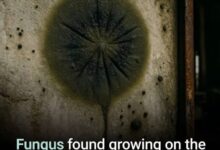 Photo of Fact Check: The ‘Super Microbes’ Defying Radiation – What Science Really Says About Chernobyl’s Remarkable Survivors