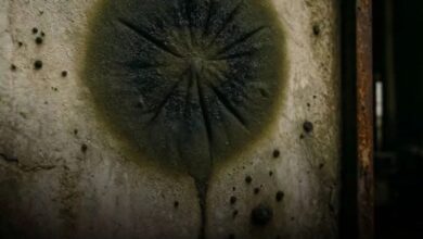 Photo of Fact Check: The ‘Super Microbes’ Defying Radiation – What Science Really Says About Chernobyl’s Remarkable Survivors