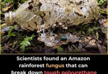 Photo of Amazon Fungus Offers Hope in Global Fight Against Plastic Pollution