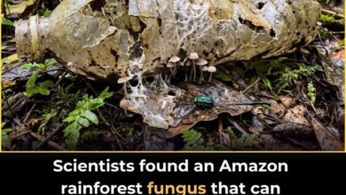 Photo of Amazon Fungus Offers Hope in Global Fight Against Plastic Pollution