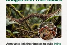 Photo of When Ants Become Bridges: The Remarkable Engineering of Army Ants