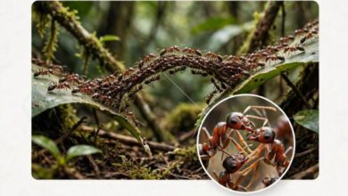 Photo of When Ants Become Bridges: The Remarkable Engineering of Army Ants