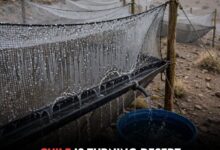 Photo of Atacama’s Astonishing Answer To Water Scarcity: Turning Fog Into Drinking Water