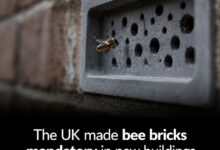 Photo of Brighton Builds Bees Into Its Buildings: The Unusual ‘Bee Brick’ Revolution Taking Root in the City