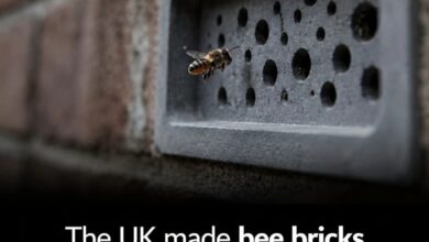 Photo of Brighton Builds Bees Into Its Buildings: The Unusual ‘Bee Brick’ Revolution Taking Root in the City