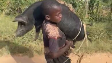 Photo of The Boy, The Pig And The Meaning Of Hard Work: When Helping The Family Is Mistaken For Child Labour
