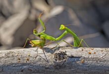 Photo of The Praying Mantis’ Deadly Mating Ritual