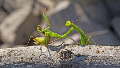 Photo of The Praying Mantis’ Deadly Mating Ritual
