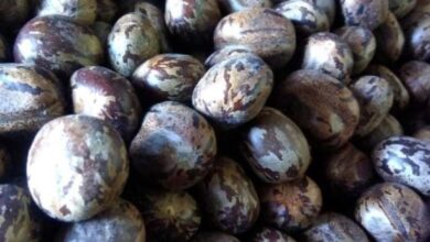 Photo of Uganda Food Safety Alert: Beware Of Poisonous Rubber Seeds Mixed With Beans