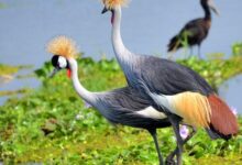 Photo of EACOP Steps Up Biodiversity Conservation Along Uganda–Tanzania Pipeline Corridor