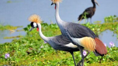 Photo of EACOP Steps Up Biodiversity Conservation Along Uganda–Tanzania Pipeline Corridor