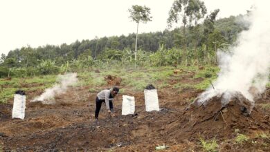 Photo of Uganda’s Suspended Charcoal Ban: Balancing Forest Conservation, Household Survival And Industrial Demand
